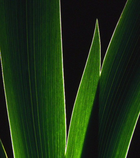 Silhouette or backlit garden plant