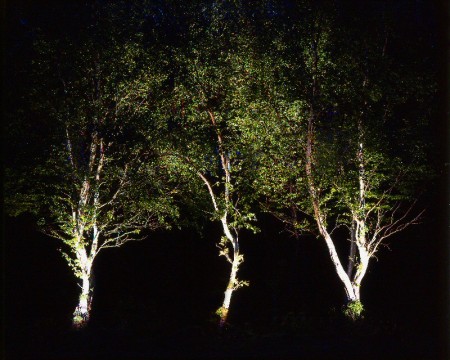 Uplighting three silver birches